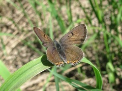 Lycaena helle