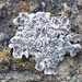 Desert Rockscab Lichen - Photo (c) Tab Tannery, some rights reserved (CC BY-NC-SA)