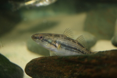 Striped Gudgeon photo 4