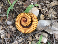 Orthoporus
