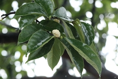 Artocarpus hypargyreus