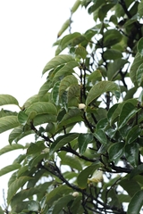 Artocarpus hypargyreus, photograph author not stated, no rights reserved