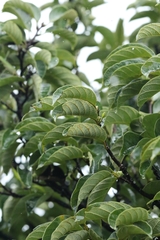 Artocarpus hypargyreus, photograph author not stated, no rights reserved