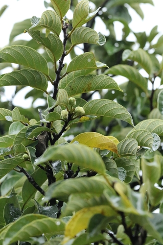 Artocarpus hypargyreus, photograph 3