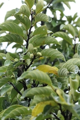 Artocarpus hypargyreus, photograph author not stated, no rights reserved