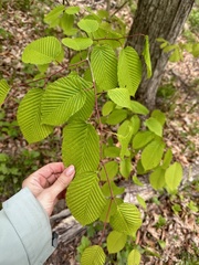 Carpinus cordata, photograph (c) Tatyana Petrenko, some rights reserved (CC BY)