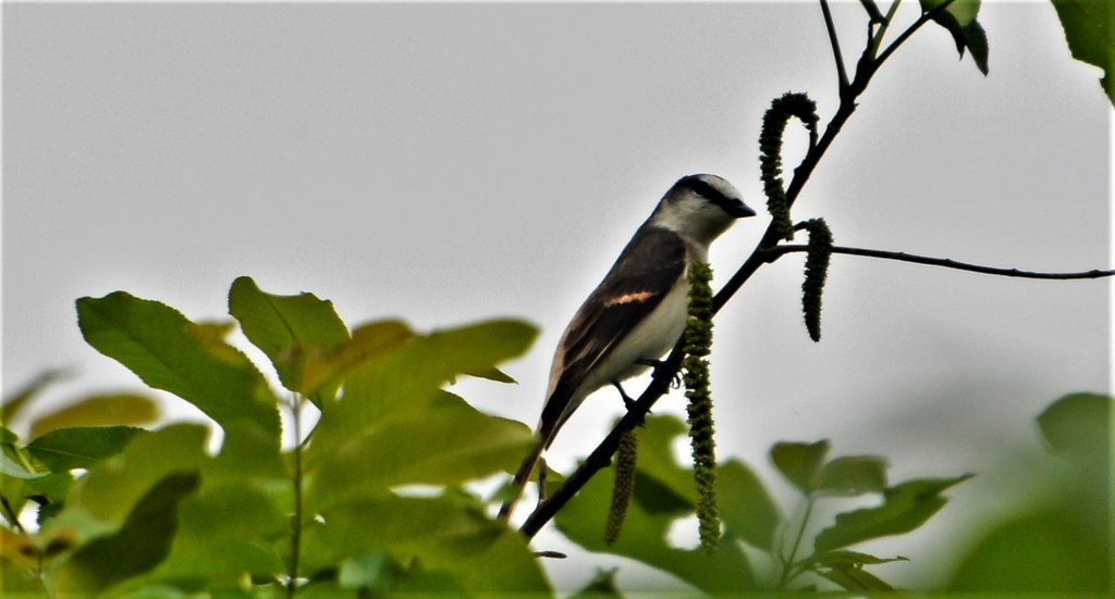 Brown-rumped × Rosy Minivet