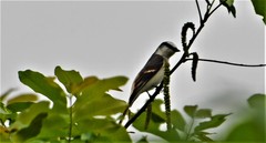 Pericrocotus roseus stanfordi