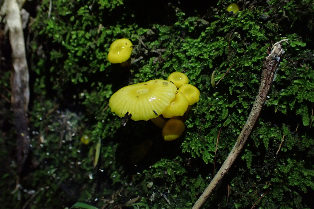 Gloioxanthomyces chromolimoneus · May 2025 · photo: © berardom (iNaturalist, cc-by)
