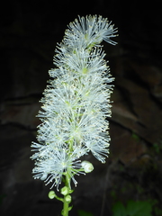 Actaea arizonica
