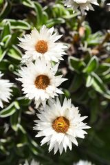 Helichrysum marginatum, photograph (c) Gary Yong Gee, some rights reserved (CC BY)
