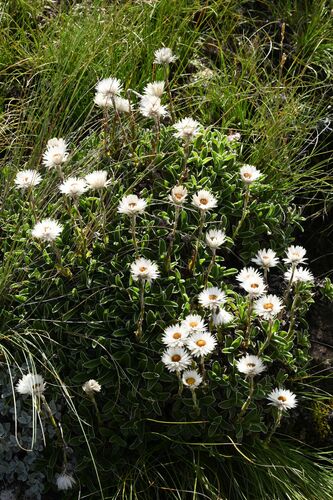 Helichrysum marginatum, photograph 6