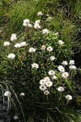 Helichrysum marginatum, photograph (c) Gary Yong Gee, some rights reserved (CC BY)