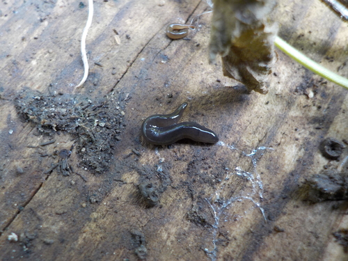 Donkere landplatworm, photo 3 of 10