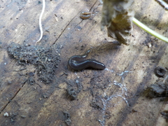 Microplana terrestris