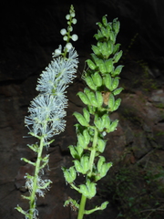 Actaea arizonica