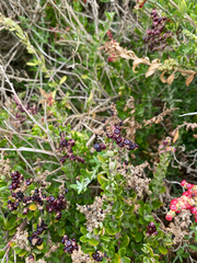 Chenopodium candolleanum
