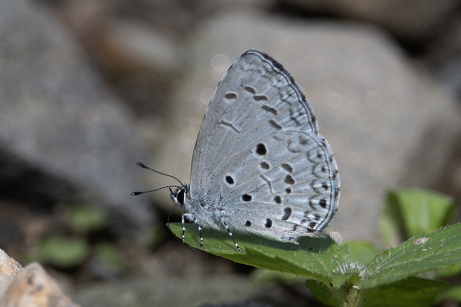 Plain Hedge Blue