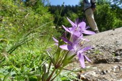Gentianella aspera