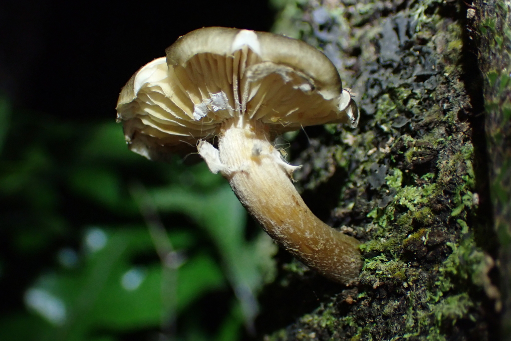 Armillaria novae-zelandiae · May 2025 · photo: © berardom (iNaturalist, cc-by)