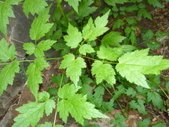 Actaea arizonica