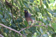 Acridotheres tristis