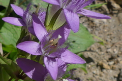 Gentianella aspera