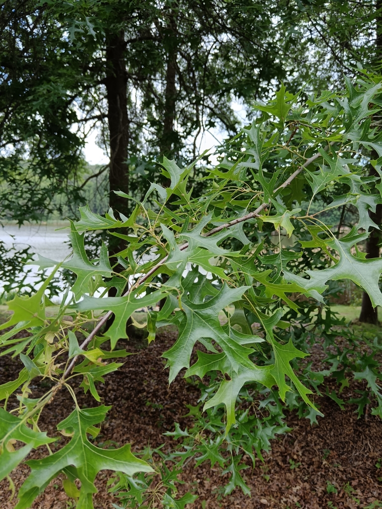 Quercus palustris