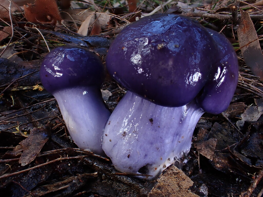 Cortinarius archeri · May 2025 · photo: © oqt (iNaturalist, cc-by)