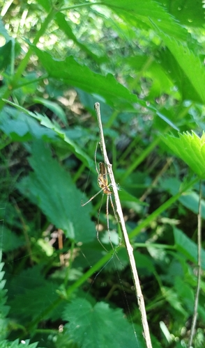 Stretch Spiders