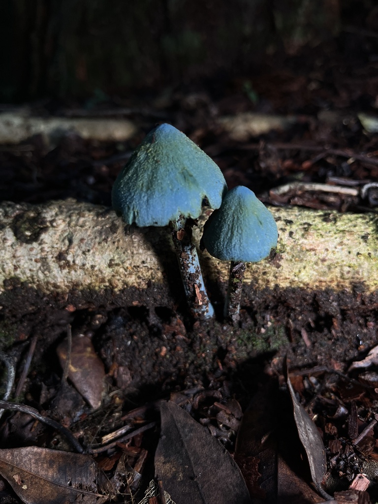 Entoloma virescens · May 2025 · photo: © oqt (iNaturalist, cc-by)