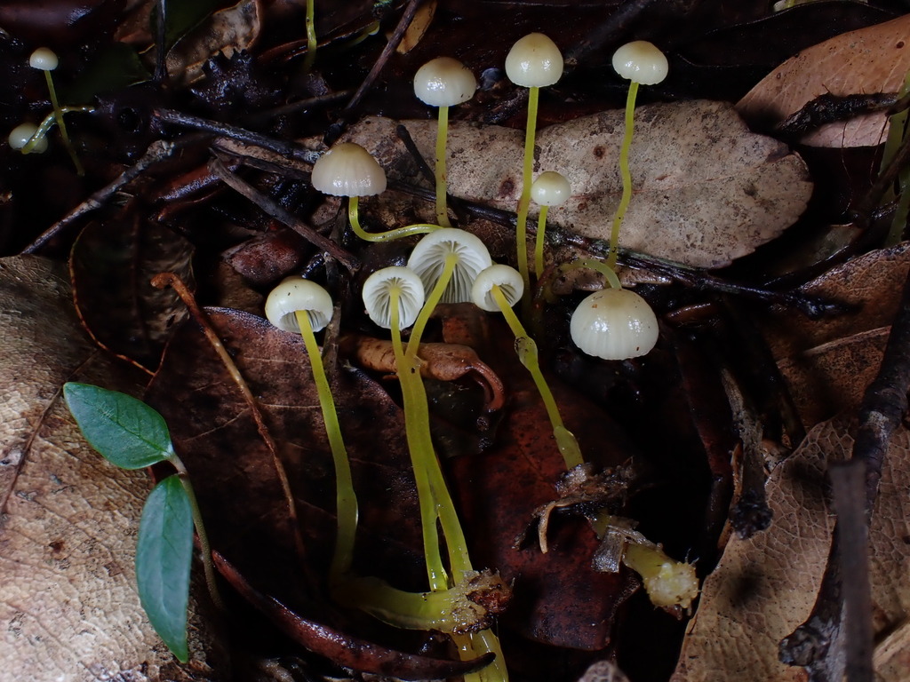 Mycena epipterygia