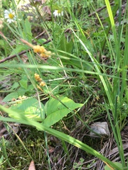 Carex aurea