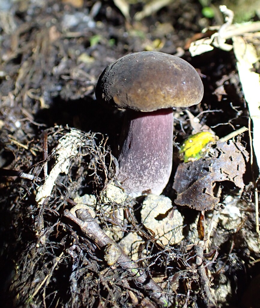 Tylopilus formosus · May 2025 · photo: © berardom (iNaturalist, cc-by)