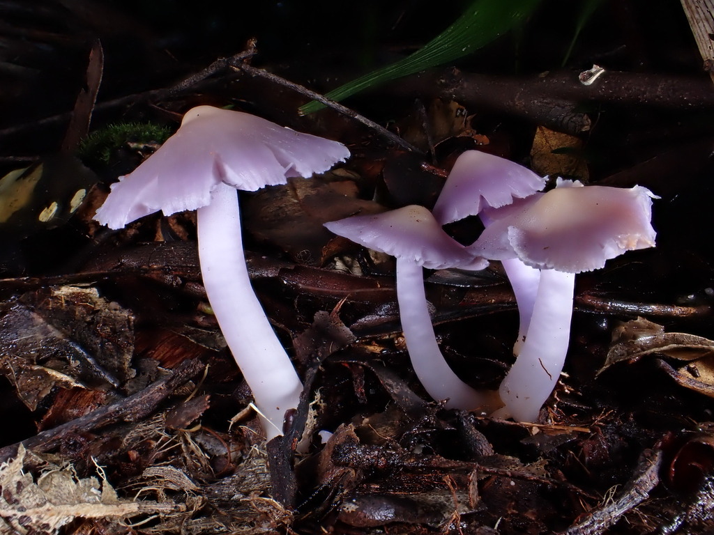 Porpolomopsis lewelliniae · May 2025 · photo: © oqt (iNaturalist, cc-by)