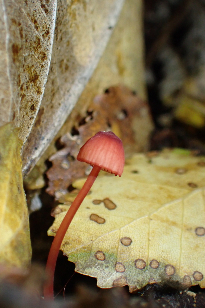 Mycena mariae · May 2025 · photo: © berardom (iNaturalist, cc-by)