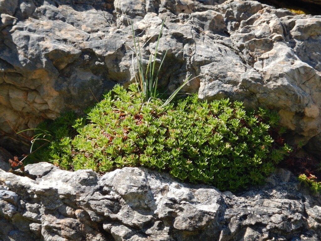 Saxifraga canaliculata; photograph author not stated, no rights reserved
