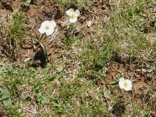 Ranunculus amplexicaulis, photograph 4