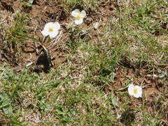 Ranunculus amplexicaulis, photograph author not stated, no rights reserved