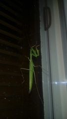 Mantis religiosa
