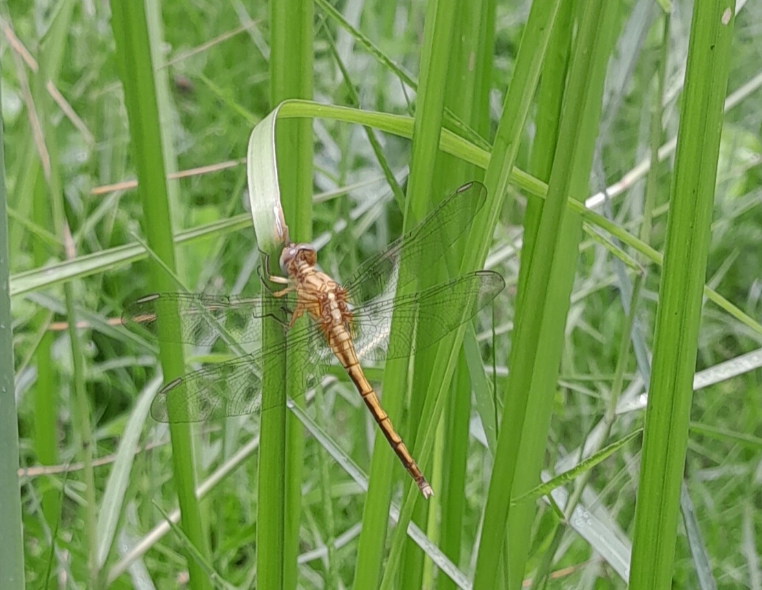 Marsh Skimmer