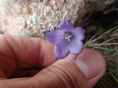 Campanula intercedens