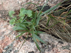 Campanula intercedens