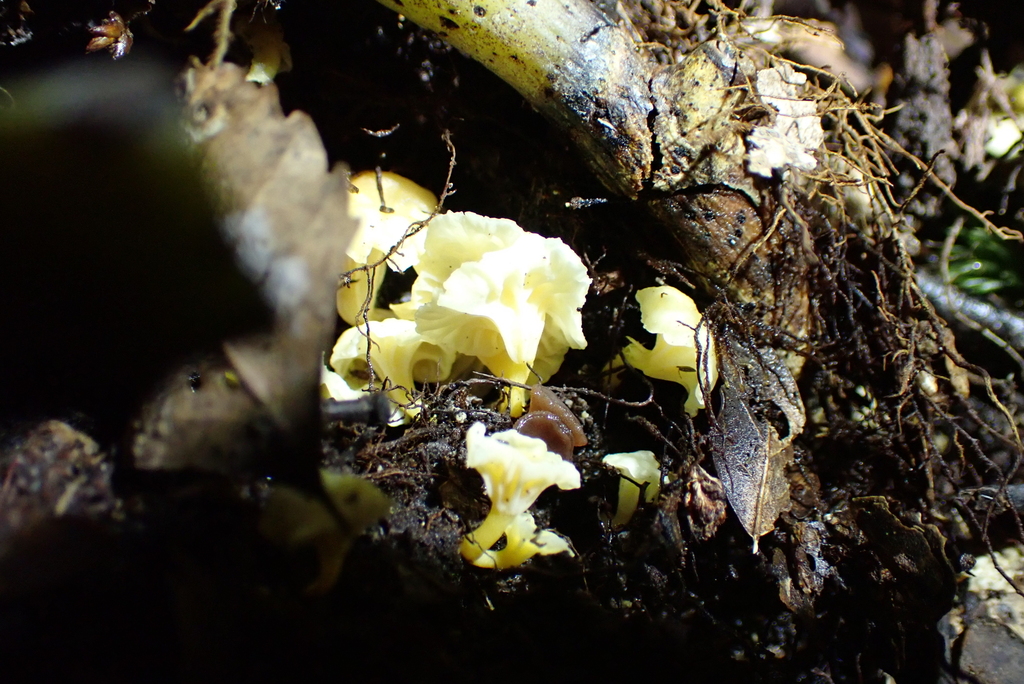 Cantharellus wellingtonensis · May 2025 · photo: © berardom (iNaturalist, cc-by)