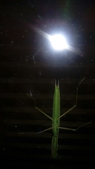 Mantis religiosa