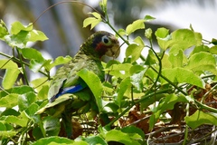 Amazona leucocephala
