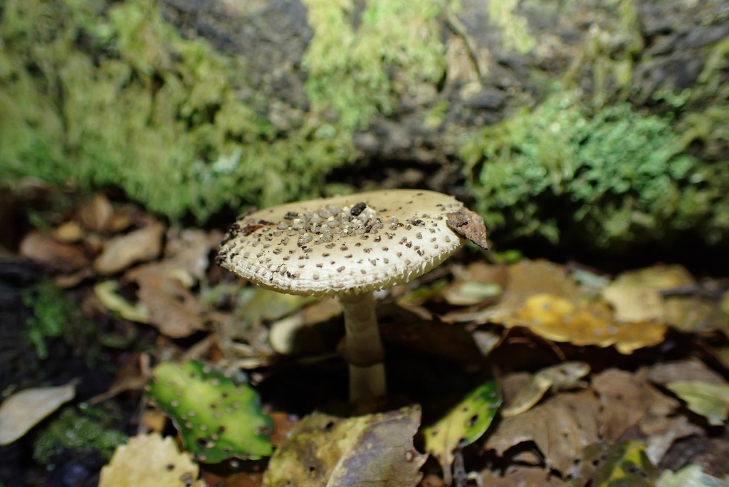Amanita australis · May 2025 · photo: © berardom (iNaturalist, cc-by)