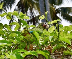 Amazona leucocephala