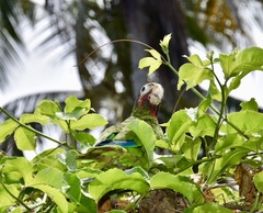 Amazona leucocephala