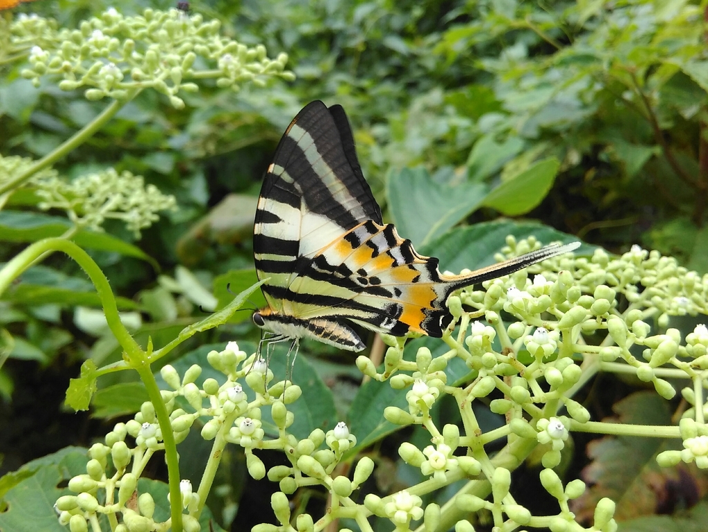 Andamans Swordtail
